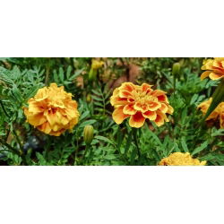 Marigold Prancis "Bonita Bolero" - Tagetes patula L. - biji