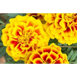 Marigold Prancis "Bonita Bolero" - Tagetes patula L. - biji