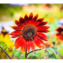 Okrasno sončnično "večerno sonce" - rdeče-rjavo - 50 semen - Helianthus annuus - semena