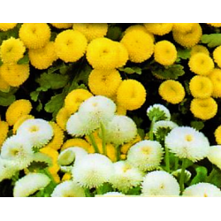 Partenio - Miscuglio - Chrysanthemum parthenium - Erba aromatica, medicinale e ornamentale - Semi Freschi