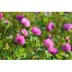 Конюшина "Розета" - 1 кг - Trifolium pratense - насіння