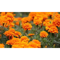 Marigold Perancis "Tangerine" - varietas tumbuh rendah, mekar oranye - 315 biji - Tagetes patula nana 