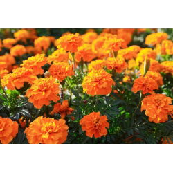 Marigold Perancis "Tangerine" - varietas tumbuh rendah, mekar oranye - 315 biji - Tagetes patula nana 