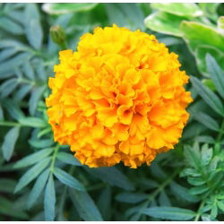 Marigold Meksiko "Mary Helen" dengan bunga lemon - 270 biji - Tagetes erecta 