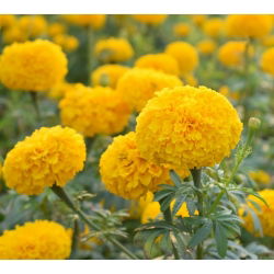 Marigold Meksiko "Mary Helen" dengan bunga lemon - 270 biji - Tagetes erecta 