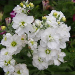 Cổ phiếu Hoary "Varsovia Mera" - màu trắng; hoa gilly - Matthiola incana annua - hạt