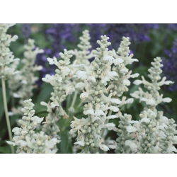 Salvia farinacea - White Bedder - zaden