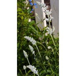 Salvia farinacea - White Bedder - zaden