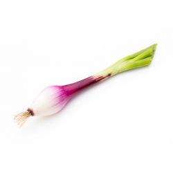 Cipolla - Rosa Lunga Di Firenze - Allium cepa L. - semi