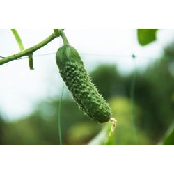 Cucumber - Alhambra F1 - Early, Parthenocarpic, Bitter-Free - Fresh Seeds