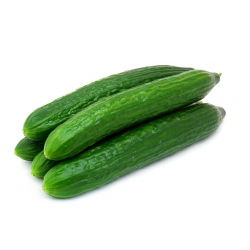 Kurkku - Obelix F1 - Cucumis sativus - siemenet