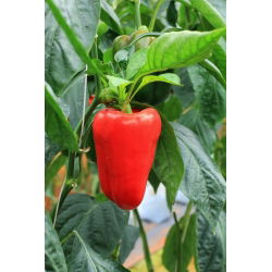 พริกไทย "Rubinova" - สีแดงและหวาน - Capsicum L. - เมล็ด