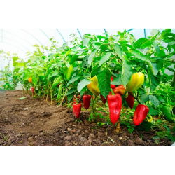 พริกไทย "Rubinova" - สีแดงและหวาน - Capsicum L. - เมล็ด