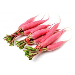 Letné reďkovky "Osterguss Rosa 2" - 770 semien - Raphanus sativus L. - semená