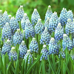 Üzüm sümbül Aqua Magic - 10 adet - Muscari