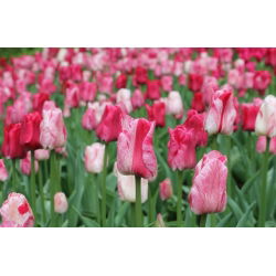 טוליפ חצי הכדור - 5 יח ' - Tulipa Hemisphere