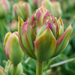 Tulip Boa Vista - 5 buc. - Tulipa Boa Vista