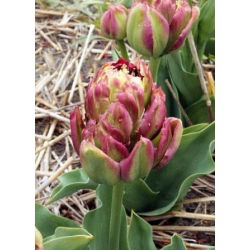 Tulip Boa Vista - 5 buc. - Tulipa Boa Vista
