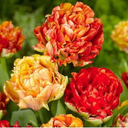 Lale Çift Gudoshnik - 5 adet - Tulipa Double Gudoshnik