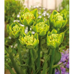 Tulip Green Bizarre - 5 buc. - Tulipa Green Bizarre