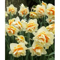 Daffodil Manly - 5 komada; narcis - Narcissus