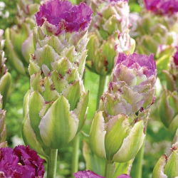 Tulip Purple Tower - 5 buc. - Tulipa Purple Tower