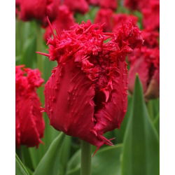 Tulip Barbados - 5 potong - Tulipa Barbados