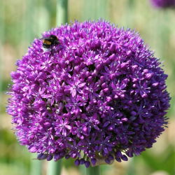Dekoratív fokhagyma - Ambassador - Allium Ambassador