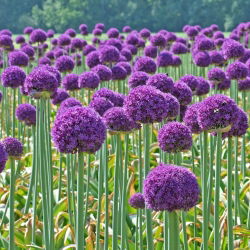 Dekoratív fokhagyma - Ambassador - Allium Ambassador