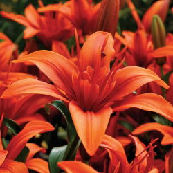 Lily Asiatik Double - Twin Merah - Lilium Asiatic Red Twin
