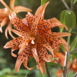 Lilje Asiatisk - Tigrinum - Lilium Asiatic - Tigrinum