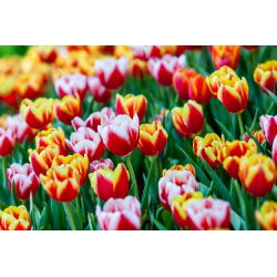 Výběr dvoubarevných tulipánů - bílá - červená a žlutá - červená - 50 ks - 