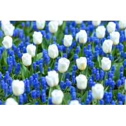 White–blue meadow – White tulip and Armenian grape hyacinth