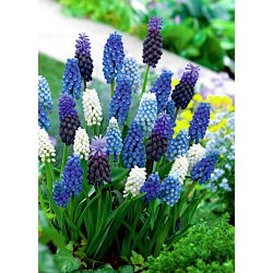 Anggur gondok - Muscari - Pemilihan pelbagai warna - 160 pcs - 