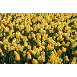 Yellow glade – Set of tulips and jonquils – 50 pcs
