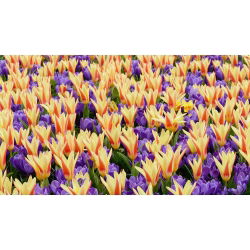 Bidang kontras - Set tulip dan crocus - 50 pcs - 