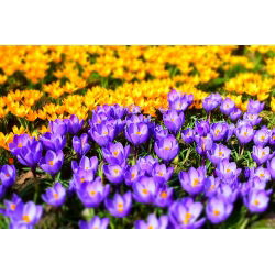 Glade Ungu-kuning - Pemilihan crocus - pek besar! - 100 pcs - 