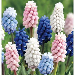 Jacinto de uva - Muscari - Selección de 4 variedades de colores - 60 uds. - 
