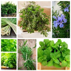 Herb Garden - zaden van 8 kruidenplanten, het geheim van smaak en geur - 