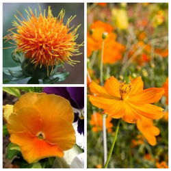 Juicy Orange - seeds of 3 varieties