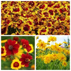 Calliopsis (Tickseed) - zaden van variëteiten van 3 bloeiende planten - 
