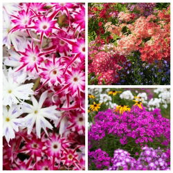 Phlox - semillas de 3 variedades - 