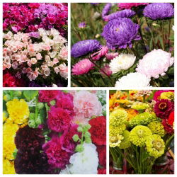 Garden Folly - seeds of 4 flowering plants' species