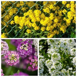 Alyssum - frø av 3 blomstrende arter - 