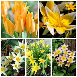 Tulip tulip - Satu set varietas dengan mekar pucat - 50 pcs - 