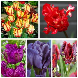 Parrot tulipán - výběr v odstínech červené a fialové - 50 ks - 