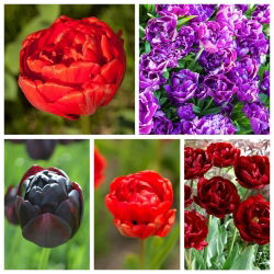 Bunga tulip ganda - Pilihan varietas dalam nuansa merah dan ungu - 50 pcs - 
