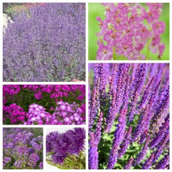 Heather Alley - frø af 6 blomstrende planter 'arter - 
