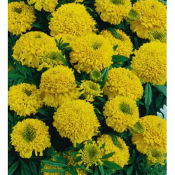 وعاء القطيفة "Cupido" - مجموعة متنوعة من النباتات الصفراء ذات النمو المنخفض والمزهرة - Tagetes erecta nana - ابذرة