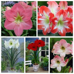 Hippeastrum - jednokřídlý amaryllis - výběr pěti rozmanitostí - 